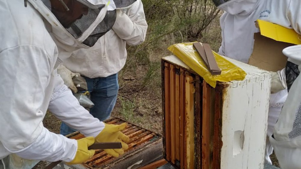 Se Realizan Acciones De Cuidado Sanitario De Las Colmenas De Valle